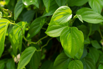 Fototapeta na wymiar Beautiful green betel leaves texture background.