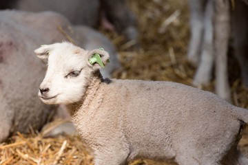 Obraz premium Cute little lamb in sheepfold