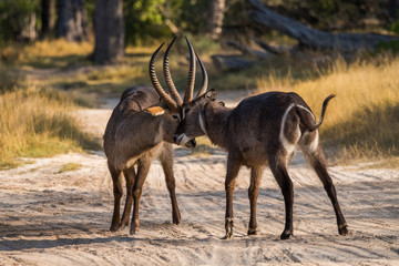 Two waterbuck bulls fight over cow rights. Moremi game reserve national park, Okavango delta, Botswana.