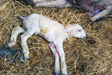 Newborn lamb only a few seconds after his birth