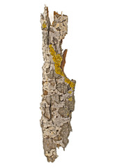 Bark tree and moss on a white background