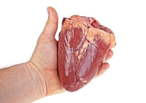 Beef heart in men's hand on a white background