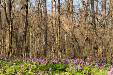 The first spring flowers in the forest