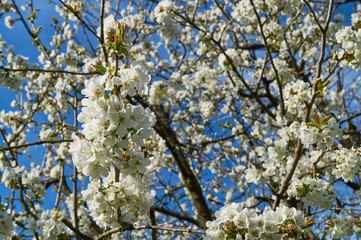 Blooming cherry tree in spring on a blue sky background (Prunus avium)