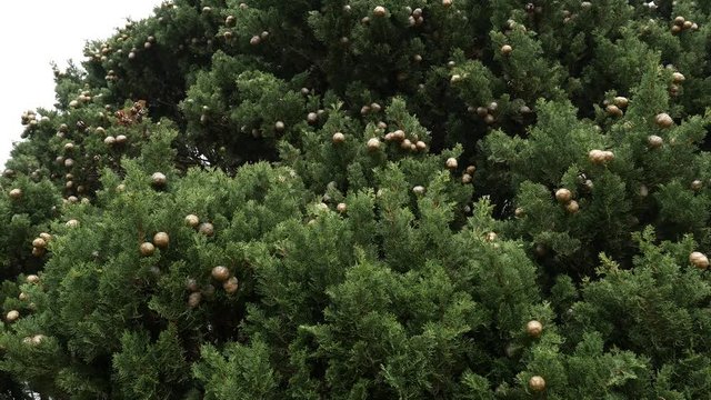 Cones on green cypress branches in Montenegro.
