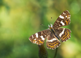 Obraz na płótnie Canvas The Map butterfly (Araschnia levana)