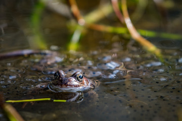European common brown frog, Rana temporaria, male watching over the eggs, Baneheia Kristiansand Norway