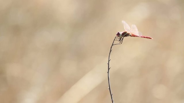 red Dragonfly (Sympetrum fonscolombii) on a dry branch on a summer day