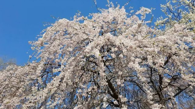 Myrtaceae tree blossom in spring time in European park 