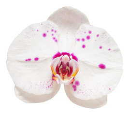 Orchid flowers isolated on white background. Flat lay, top view