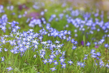 Obraz na płótnie Canvas Frühlingsblumen in Blau 