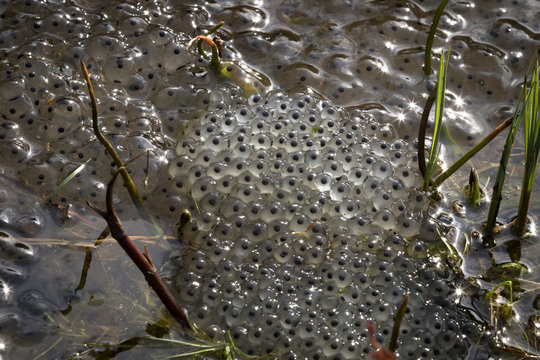 Newly laid frog eggs from European common brown frog, Rana temporaria, in a frog pond in Kristiansand Norway