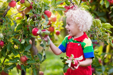 Little boy picking apple in fruit garden