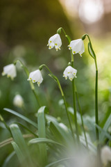 M&auml;rzenbecher Gruppe 2