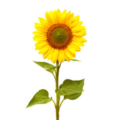 Naklejka premium Sunflower isolated on white background. Flat lay, top view. Flower