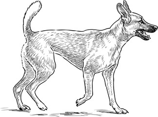 sketch of a dog on a walk