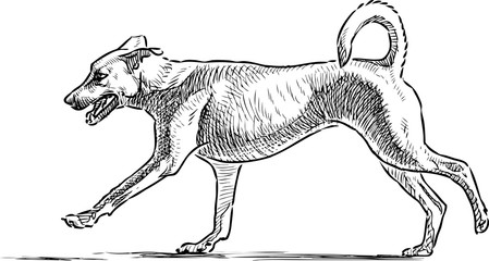 sketch of a running dog