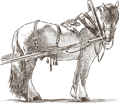 sketch of a harnessed workhorse