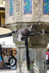 summer, heat, thirst, sun, thick, stone, water, stream, crane, dove, bird, Greece, the fountain