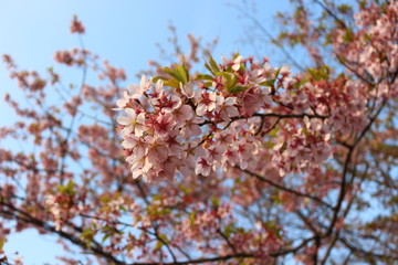 桜の花と若葉