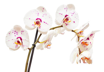 Branch of orchid flower isolated on white background. Flat lay, top view