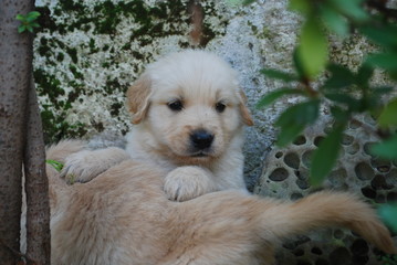 perro cachorro golden retriever