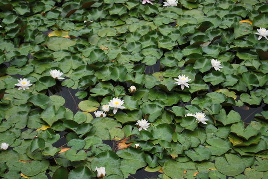 揭秘双色球历史开奖记录注册：赢取梦想的关键之门