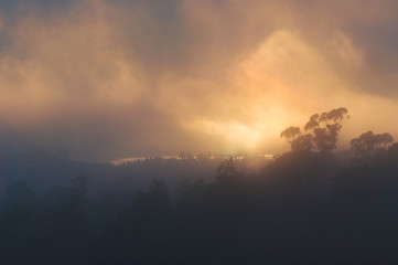 Morning mist, haze over forest treetops