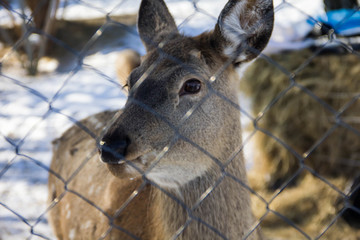 deer, animals, winter, snow, wild world, cold, frost, paddock, hides, wool, life, fence, fence, ears, forage, racetrack, racing, running, sports, nature, driving