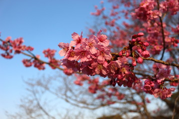 桜の花