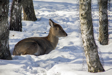 deer, animals, winter, snow, wild world, cold, frost, paddock, hides, wool, life, fence, fence, ears, forage, racetrack, racing, running, sports, nature, driving