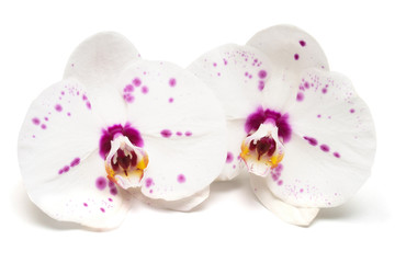 Two orchid flowers isolated on white background. Flat lay, top view