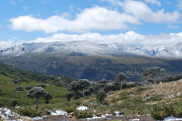 Fototapeta na wymiar Araucarias nevadas sur de chile