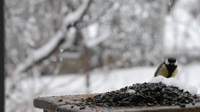 Titmouse on a bird feeder with seeds, heavy snow in april.