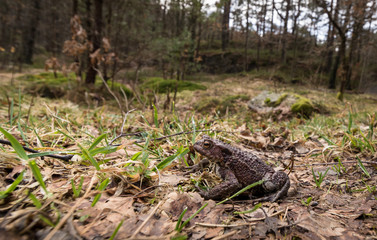 Fototapeta na wymiar Small toad in big forest. Common toad, Bufo bufo, on its way to the breeding pond in april. Norway.