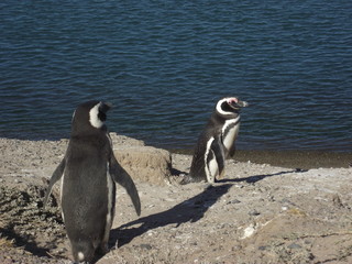 Fototapeta premium pinguino magallanes vida natural