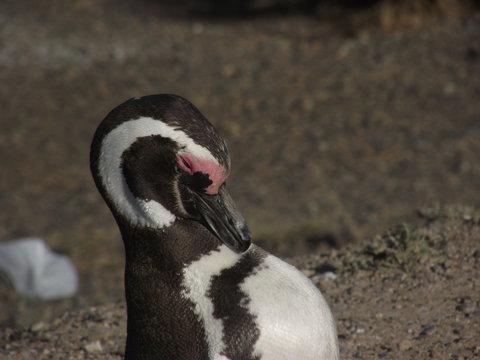 pinguino magallanes vida natural