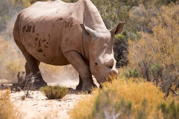 Nashorn in Aquila Game Park, South Africa
