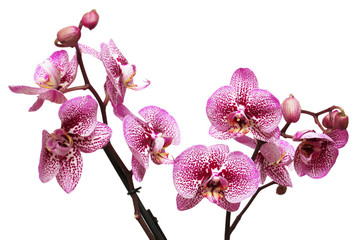 Branch of pink orchid flowers with buds isolated on white background. Flat lay, top view