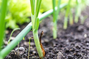 Salat - Zwiebel Mischkultur 