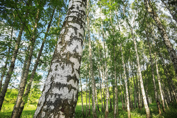 Fototapeta premium summer in sunny birch forest