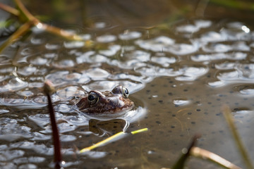 European common brown frog, Rana temporaria, male watching over the eggs, Baneheia Kristiansand Norway