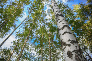 Fototapeta premium summer in sunny birch forest