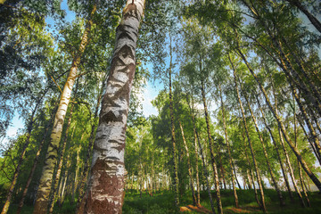 Fototapeta premium summer in sunny birch forest