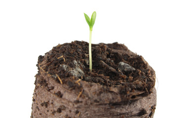 Seedling of Melothria scabra in clod of soil isolated on white background