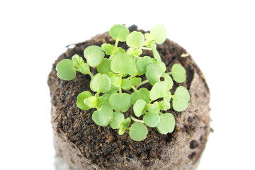 Seedling of balm mint (Melissa officinalis) with two green cotyledon and true leaves in clod of soil isolated on white background