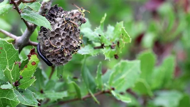 Wasps working on their nest in nature