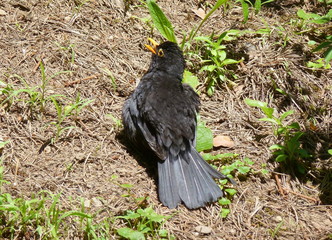 Photo of a male blackbird spreading its feathers in the sun
