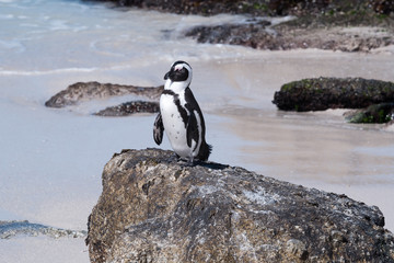 Obraz premium Pinguin Boulders Bay, South Africa