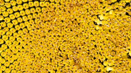 Sunflower with the ripened seeds.